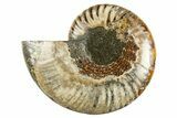 Cut & Polished Ammonite Fossil (Half) - Madagascar #310691-1